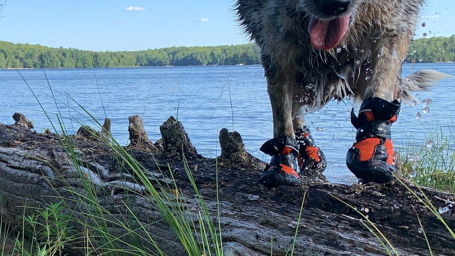 Dog Boots